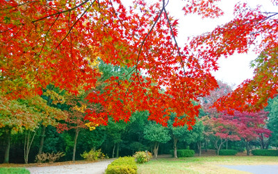 紅葉1_edited-1
