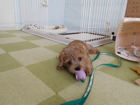 DSCN3965 - コピー