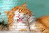 cat-323262_640