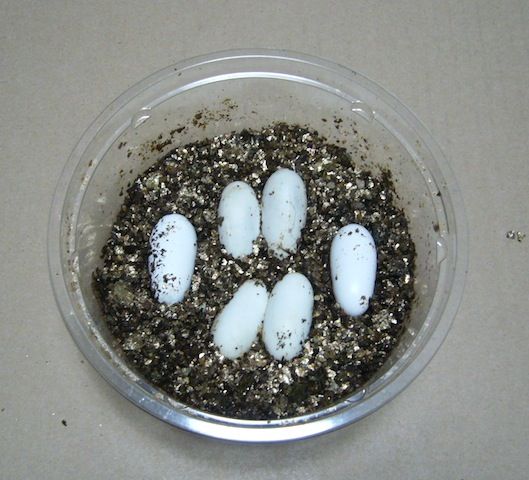 P1020959