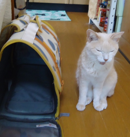きゃり05