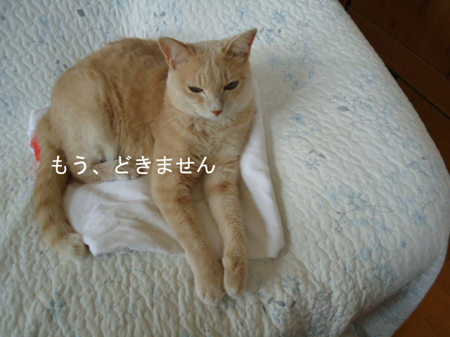 寝子2