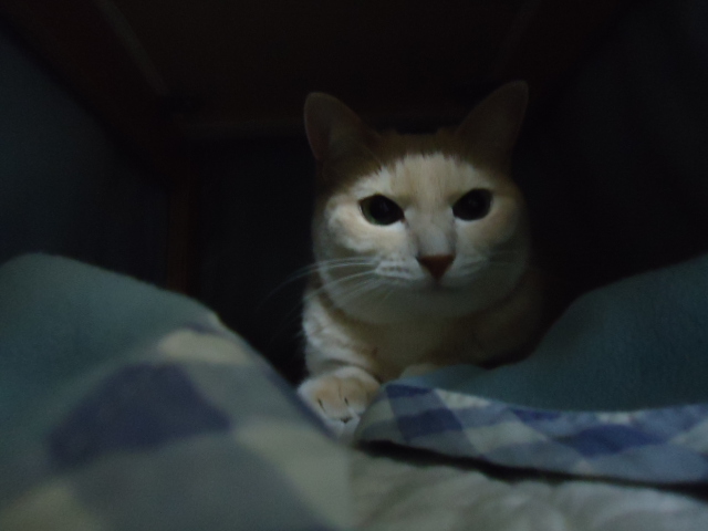 バレ6