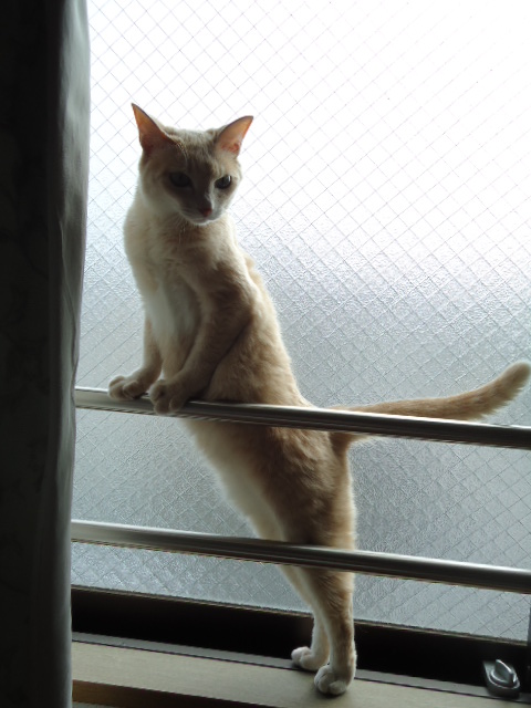 ねこぜ6
