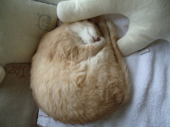 ねごと7