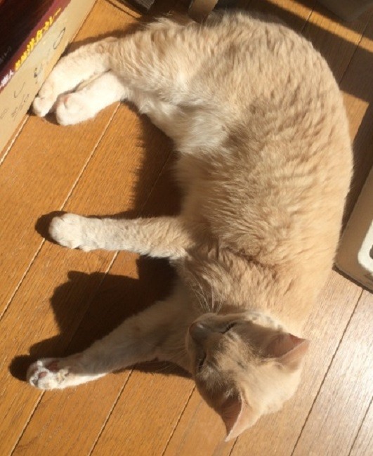 ねつ04