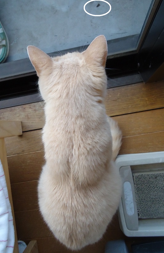 かんし03