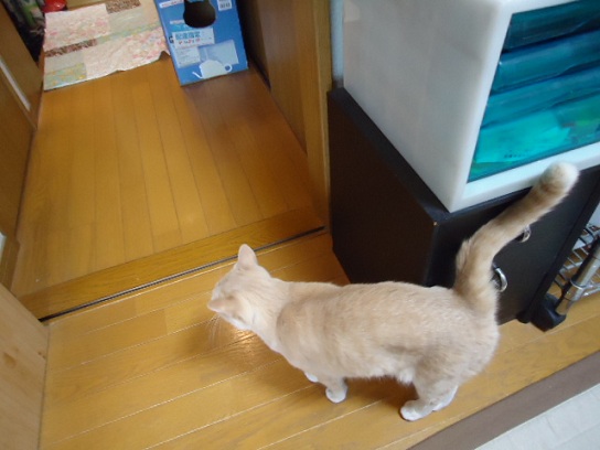 天パ6