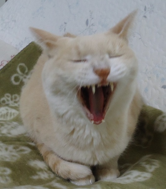 きせ11