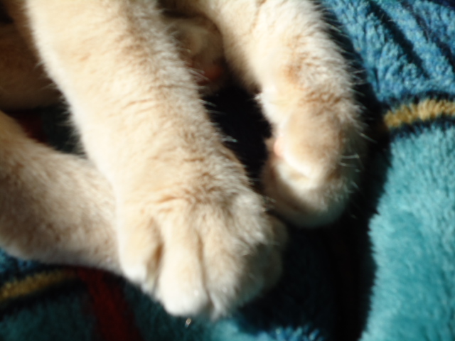ハウス1