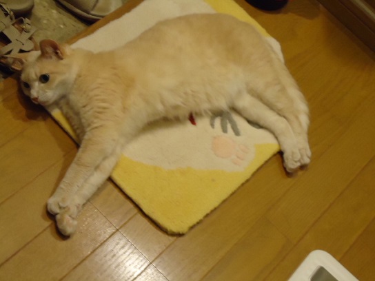 13ねこれ19