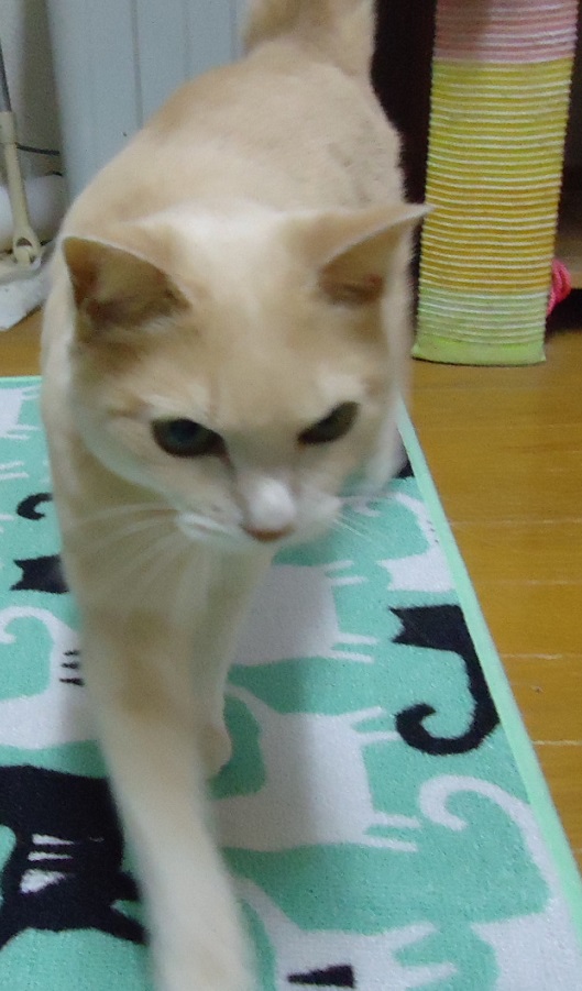 おおみそ04