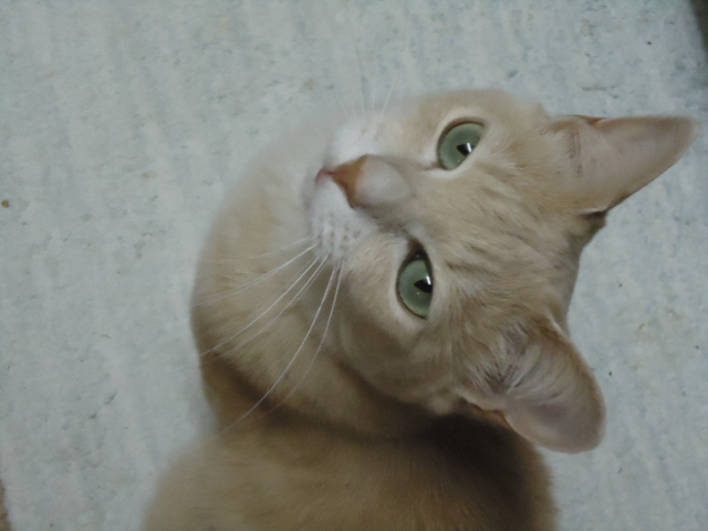好きなもの7