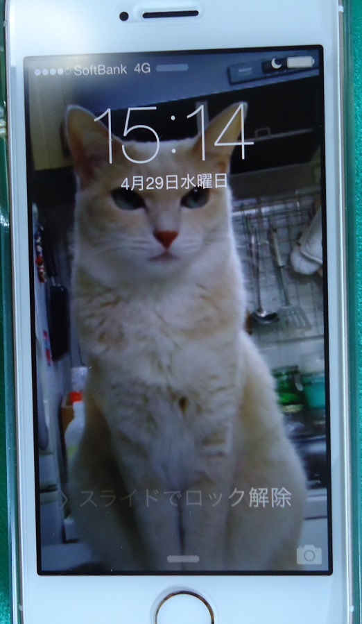 まほ07