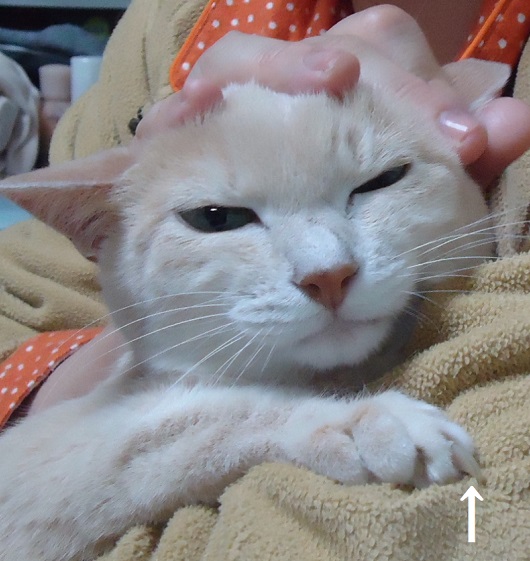 やい10