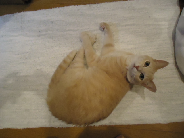 お気に入り2
