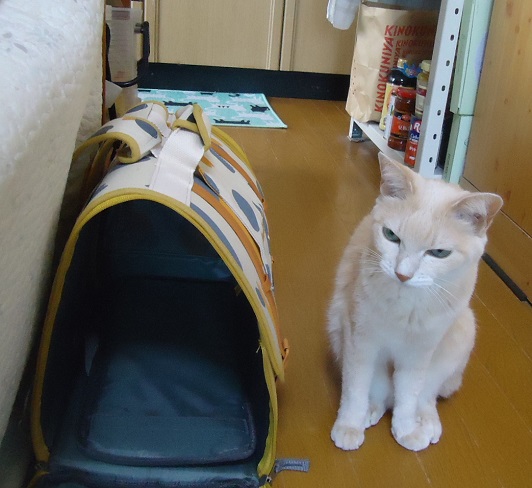 きゃり04
