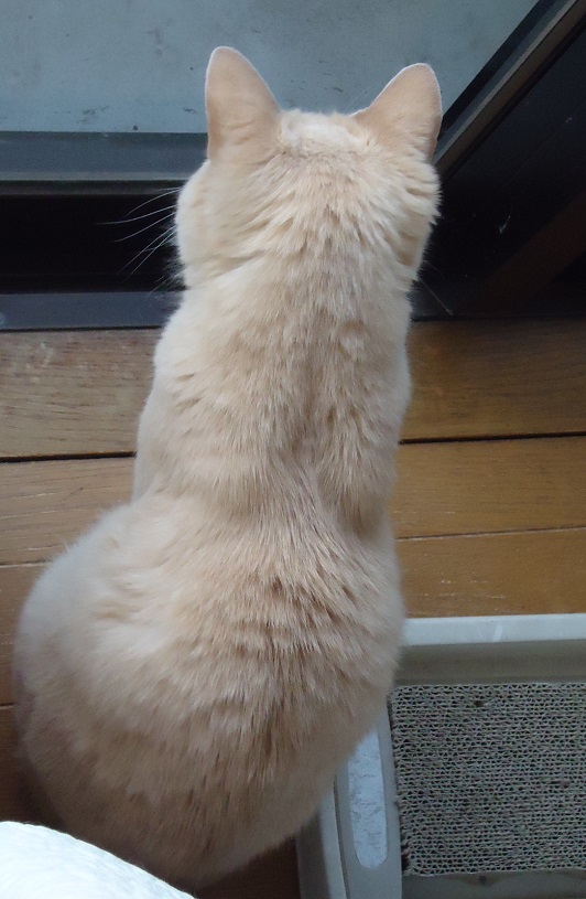 かんし01