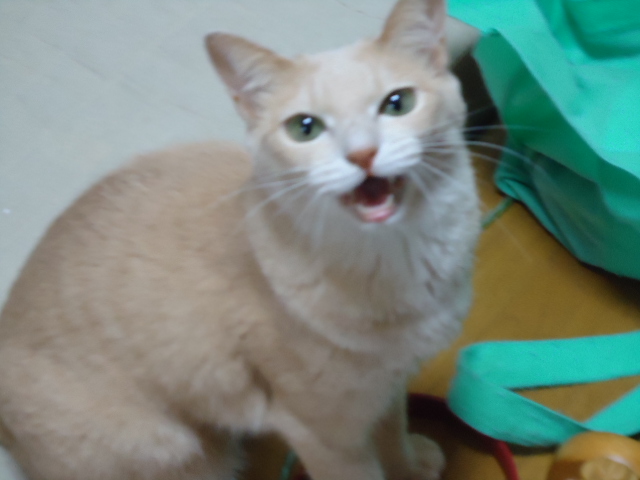 大切5
