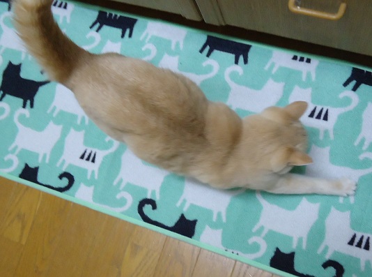 おおみそ08
