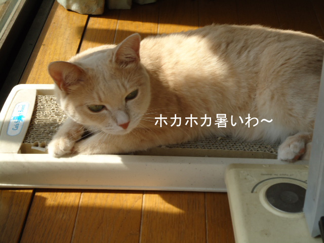 寝子1