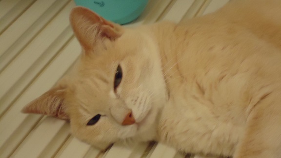 うさ10
