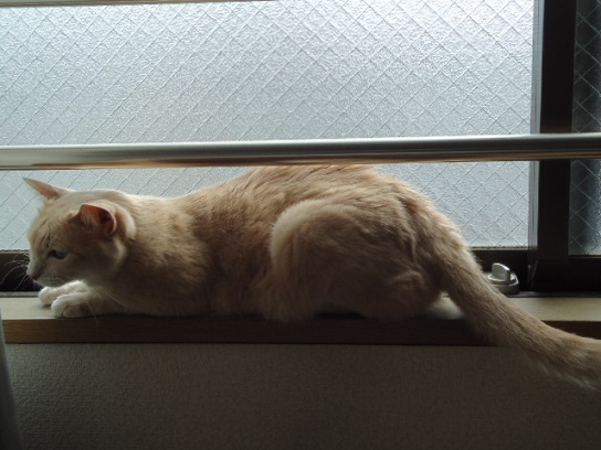 ねこぜ7