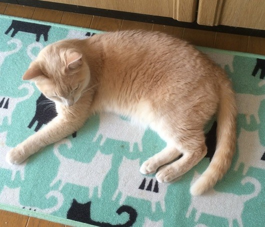 ねつ11