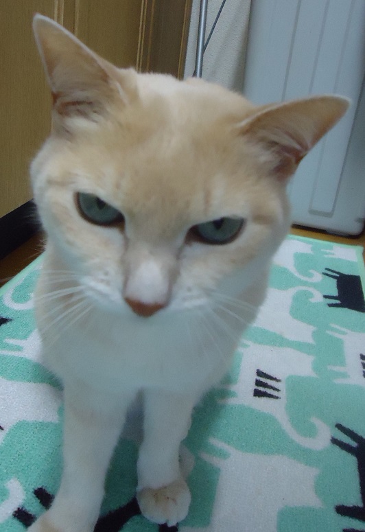 かぎょ12