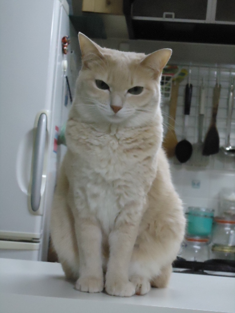 ネコ4