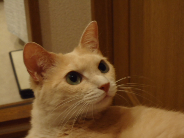 パパ2