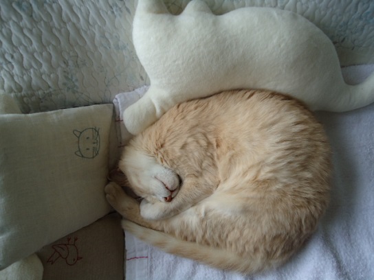 ねごと5