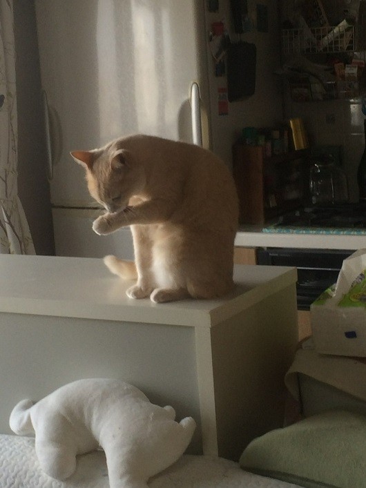 まほ10