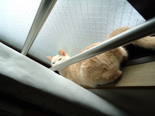 ねこぜ1