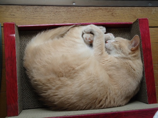 まだむ7