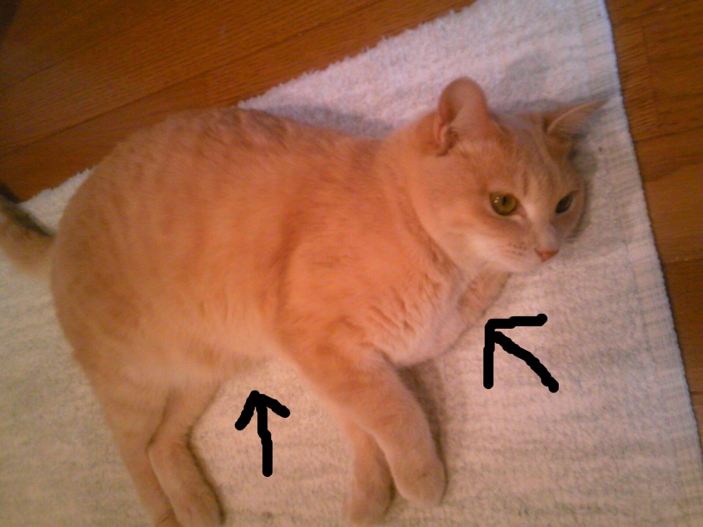 BlogPaint