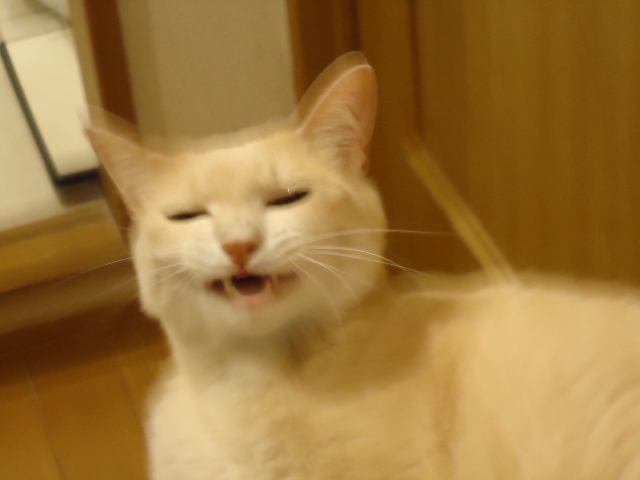 パパ4