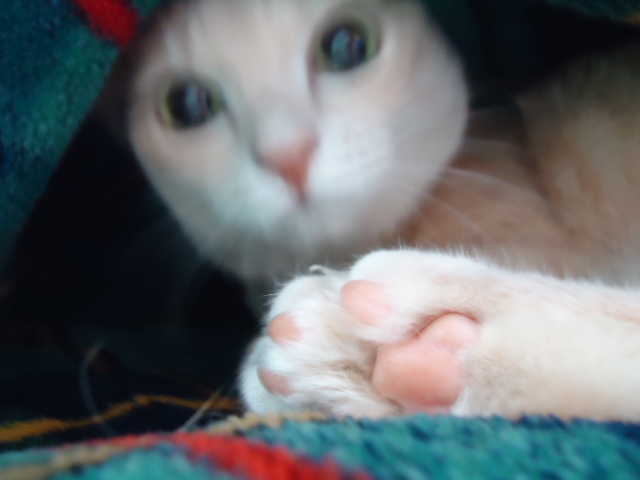 ようかい2