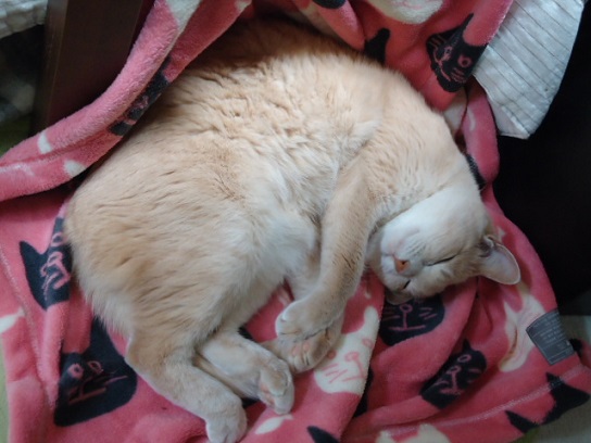 13ねこれ14