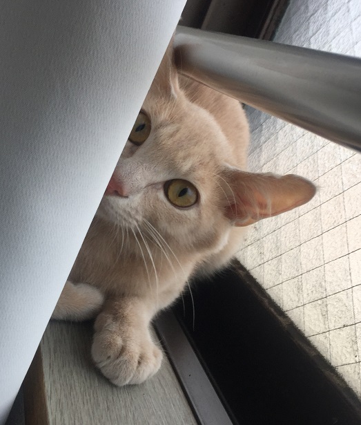 おうじ04