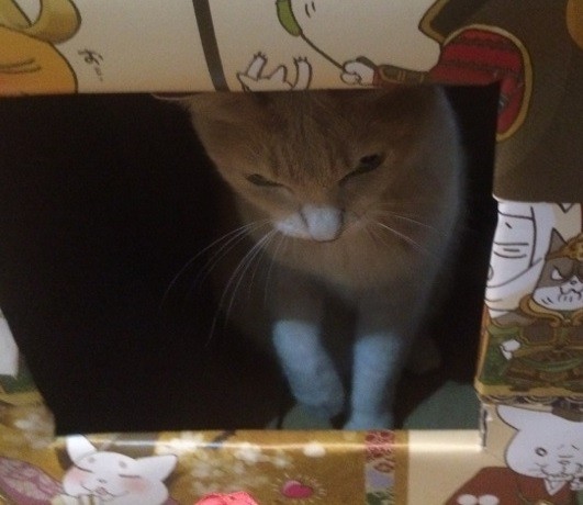 ぶい14