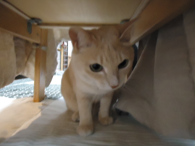 お気に入り5