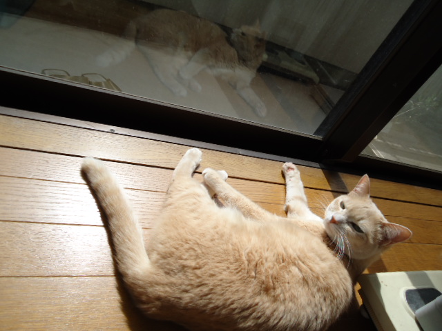 お気に入り7