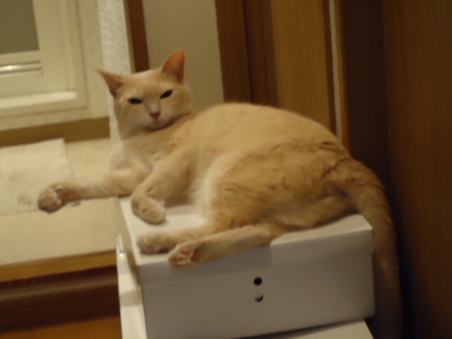 パパ1