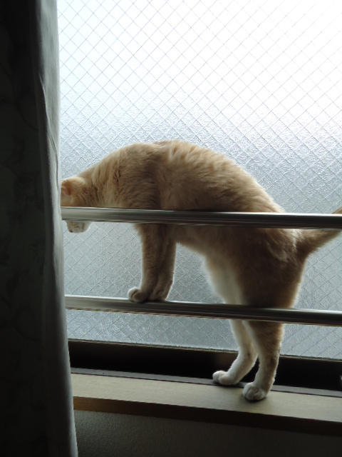ねこぜ4