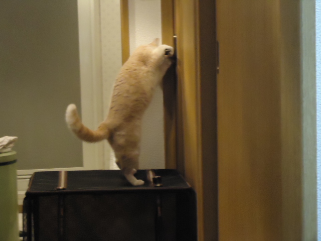 ビビリ5