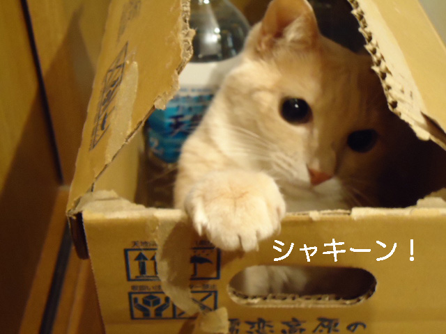 ビックリ7