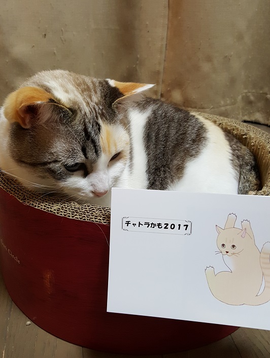 あさが01