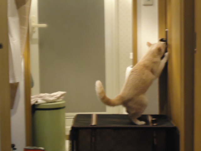 ビビリ4