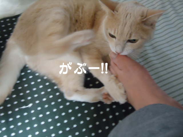 ケンカ4